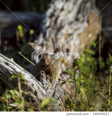 Common dwarf mongoose in Greater Kruger National park, South Africa 140548011