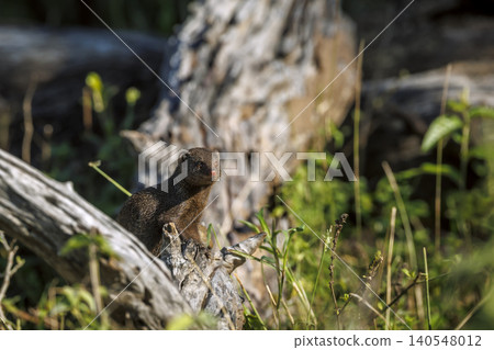 Common dwarf mongoose in Greater Kruger National park, South Africa Common dwarf mongoose in Greater Kruger National park, South Africa 140548012