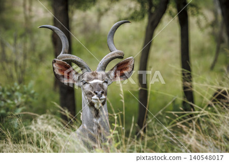 Greater kudu in Greater Kruger National park, South Africa 140548017