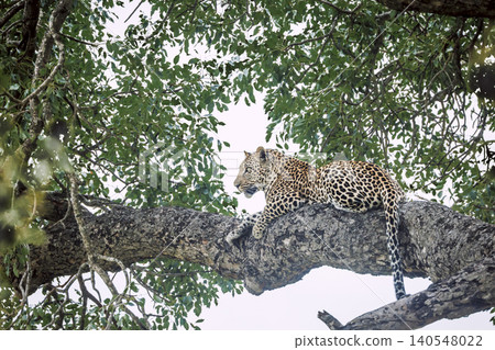 Leopard in Greater Kruger National park, South Africa Leopard in Greater Kruger National park, South Africa 140548022
