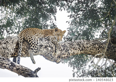 Leopard in Greater Kruger National park, South Africa Leopard in Greater Kruger National park, South Africa 140548023
