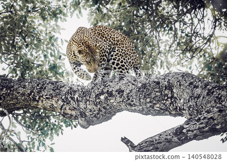 Leopard in Greater Kruger National park, South Africa Leopard in Greater Kruger National park, South Africa 140548028