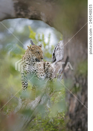 Leopard in Greater Kruger National park, South Africa Leopard in Greater Kruger National park, South Africa 140548035