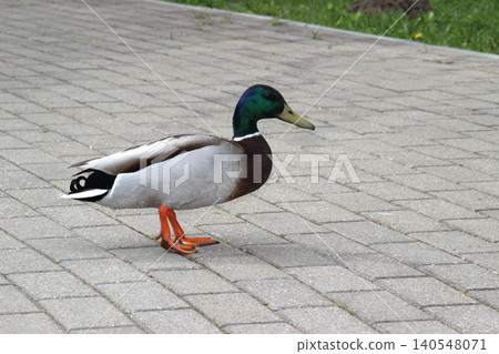 Mallard duck walking on a stone pathway in a park during the day Mallard duck walking on a stone pathway in a park during the day 140548071