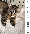 Adorable Tabby Kitten Lying Comfortably on a Soft Blanket Inside a Cage 140548095