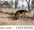 Dog Digging a Hole in the Ground Near Old House in Cloudy Weather 140548096