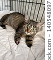 Charming Tabby Cat Relaxing on a Soft Blanket in Its Comfort Zone 140548097