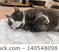 Adorable Sleeping Gray Cat on Blanket, Emphasizing Calmness and Contentment. 140548098