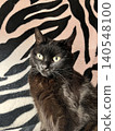 Close-Up of Stunning Black Cat With Captivating Eyes on Zebra Print Background. 140548100