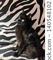 Captivating Black Cat Posing Elegantly Against Zebra-Patterned Blanket. 140548102