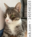 Close-Up Portrait of a Gray Cat With Striking Green Eyes Relaxing Indoors 140548103