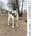 Happy White Dog Standing in Outdoor Setting with Smiling Expression Surrounded by Nature 140548117