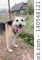 Smiling Dog Posing Cheerfully Outdoors Near Fenced Area on Sunny Day 140548121
