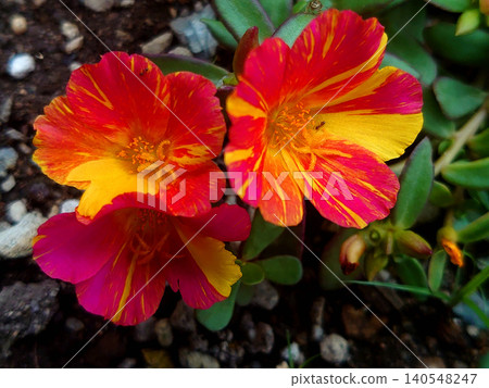 Three portulaca flowers with striking red and yellow patterns. 140548247