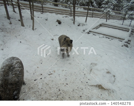 A wild boar in a snowy terrain in game enclosure in CZechia A wild boar in a snowy terrain in game enclosure in CZechia 140548278