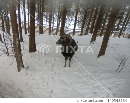 A male musmon with thick dark fur in his snow-covered enclosure 140548284