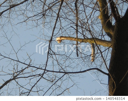 A distant woodpecker in sunlight on a leafless tree during sunny winter day A distant woodpecker in sunlight on a leafless tree during sunny winter day 140548314