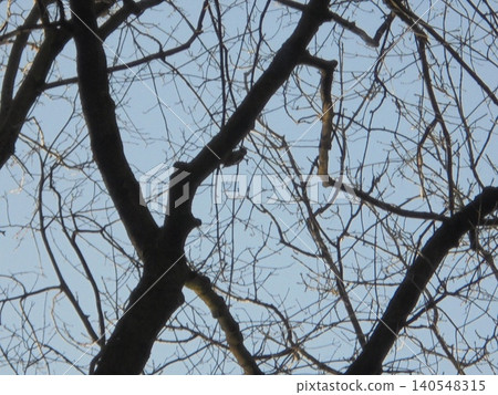 Labyrinth of branches and twigs of numerous trees surrounding a woodpecker Labyrinth of branches and twigs of numerous trees surrounding a woodpecker 140548315