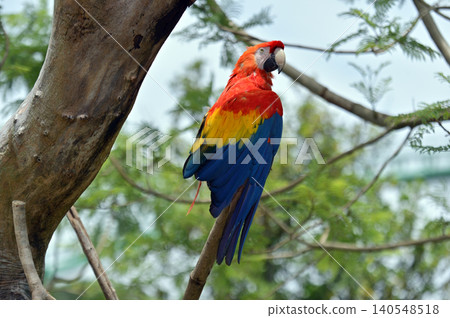 Scarlet macaw 140548518