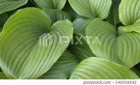 Close up of bright green ribbed hosta leaves filling the frame, concept of botanical pattern and nature freshness 140548542