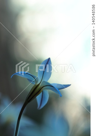 藍色Hananyla花 藍色Hananyla花 140548586
