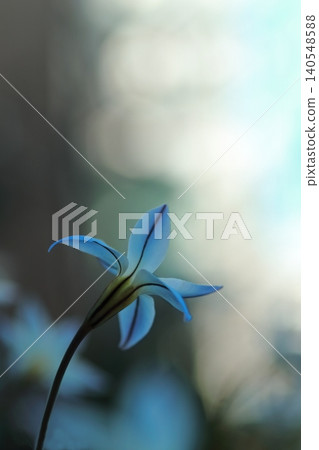 藍色Hananyla花 藍色Hananyla花 140548588