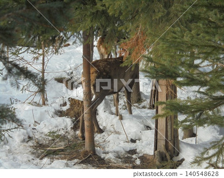 Deer hiding among thin spruce trees 140548628