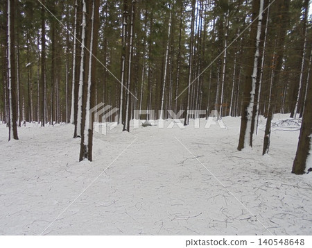 Serene winter scene: snowy spruce forest with trees covered by snow Serene winter scene: snowy spruce forest with trees covered by snow 140548648