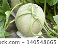 A beautiful agricultural scene featuring the netted pattern of melons and their green vines, with ripe fruit on display. 140548665