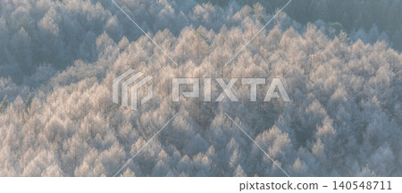 Frost that fell on the forest due to radiative cooling (around Onhara Kogen) 140548711