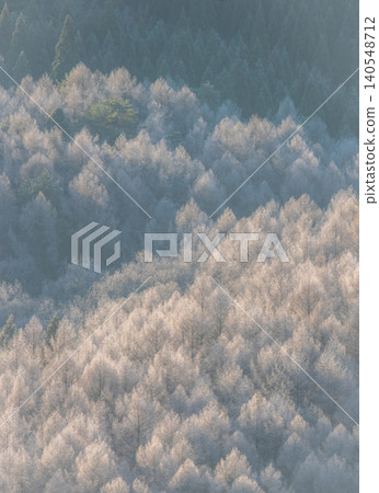 Frost that fell on the forest due to radiative cooling (around Onhara Kogen) 140548712