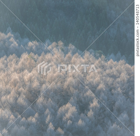 Frost that fell on the forest due to radiative cooling (around Onhara Kogen) 140548713