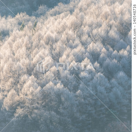 Frost that fell on the forest due to radiative cooling (around Onhara Kogen) 140548716