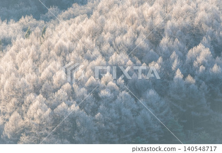 Frost that fell on the forest due to radiative cooling (around Onhara Kogen) 140548717
