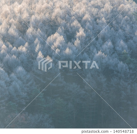 Frost that fell on the forest due to radiative cooling (around Onhara Kogen) 140548718