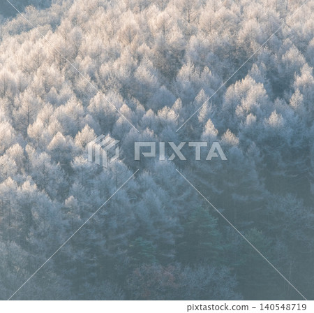 Frost that fell on the forest due to radiative cooling (around Onhara Kogen) 140548719