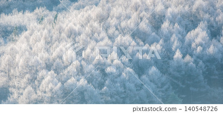 Frost that fell on the forest due to radiative cooling (around Onhara Kogen) 140548726