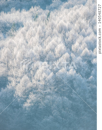 Frost that fell on the forest due to radiative cooling (around Onhara Kogen) 140548727