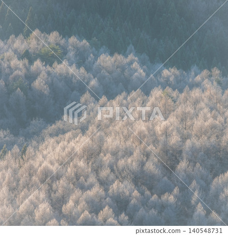Frost that fell on the forest due to radiative cooling (around Onhara Kogen) 140548731
