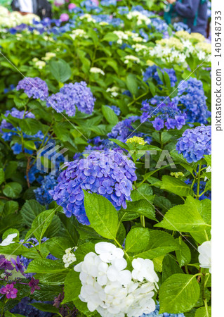 Hydoya's hydrangea (Kamakura) 140548733