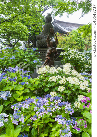 Hydoya's hydrangea (Kamakura) Hydoya's hydrangea (Kamakura) 140548737