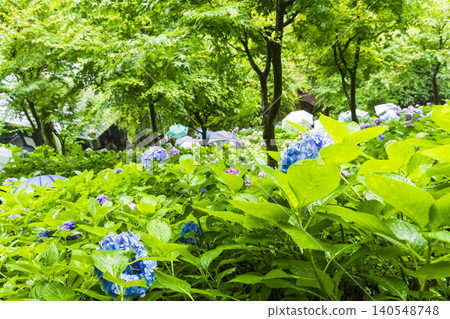 Hydoya's hydrangea (Kamakura) Hydoya's hydrangea (Kamakura) 140548748
