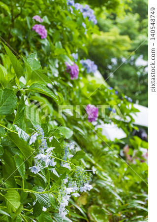 Hydoya's hydrangea (Kamakura) Hydoya's hydrangea (Kamakura) 140548749