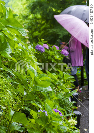 Hydoya的繡球花(鎌倉) Hydoya的繡球花(鎌倉) 140548750