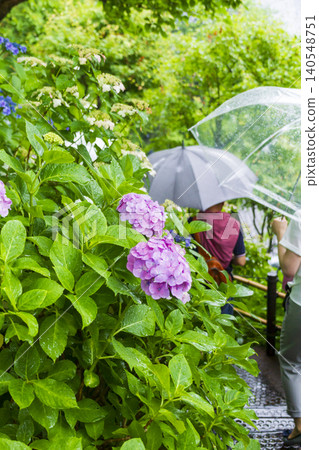 Hydoya's hydrangea (Kamakura) Hydoya's hydrangea (Kamakura) 140548751