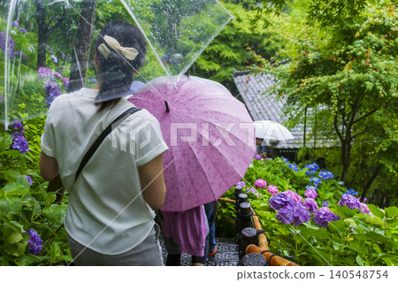 Hydoya's hydrangea (Kamakura) Hydoya's hydrangea (Kamakura) 140548754