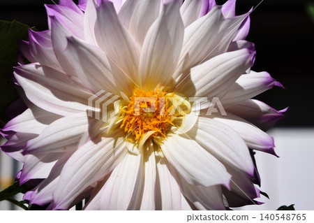Dahlia flower Dahlia flower 140548765