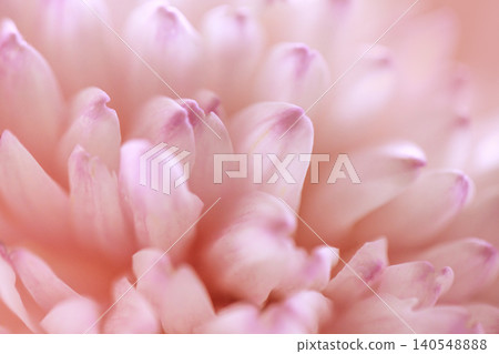 Close-up view of delicate pink flower petals with soft gradients and subtle details, showcasing the intricate textures and natural beauty of the blossom 140548888