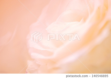 Soft focus close-up of delicate white rose petals with subtle pastel hues, creating a dreamy and ethereal floral background for design or decoration Soft focus close-up of delicate white rose petals with subtle pastel hues, creating a dreamy and ethereal floral background for design or decoration 140548895