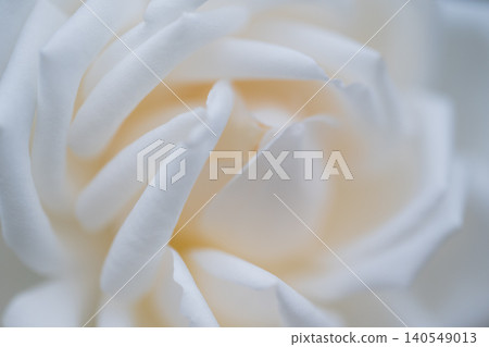 Silky texture [White rose] 140549013